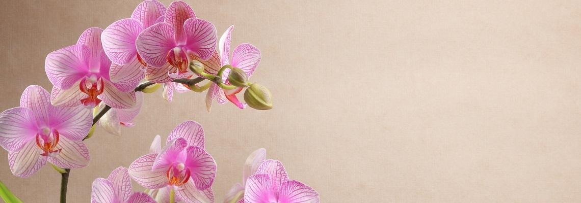 Pink orchid flowers with beige background
