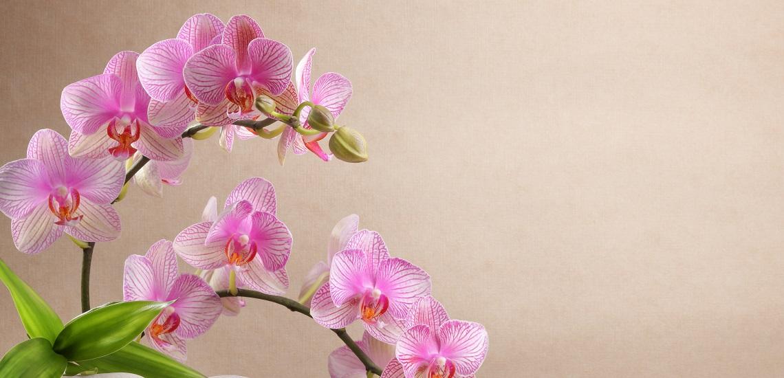 Pink orchid flowers and stems on plain background