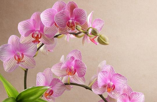 Pink orchid flowers and stems on plain background