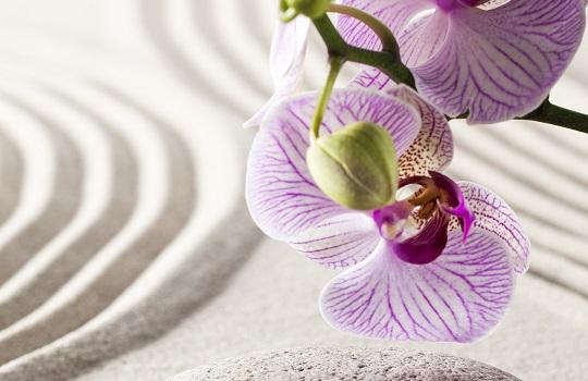 Close up of zen lilac orchid flowers with green stems on rippling sand