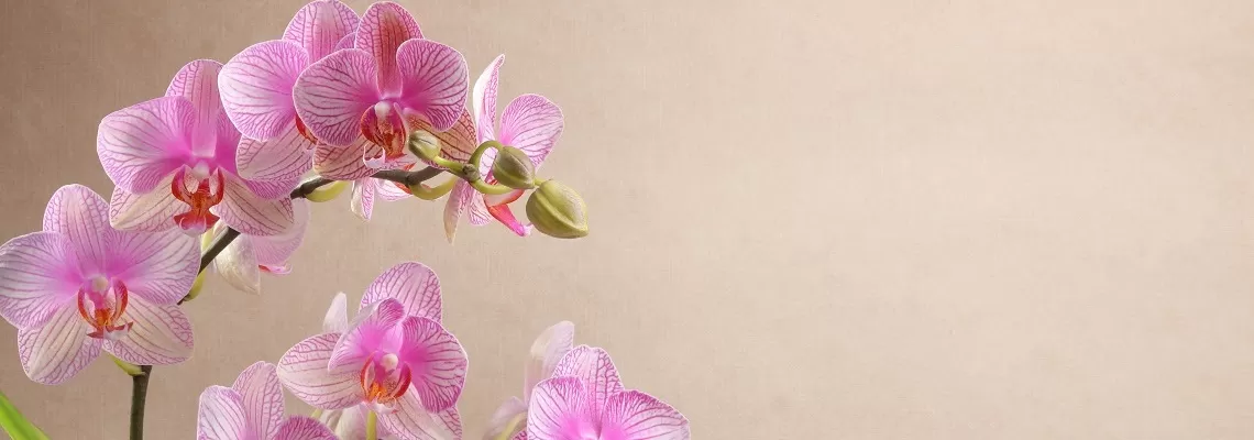 Pink orchid flowers with beige background