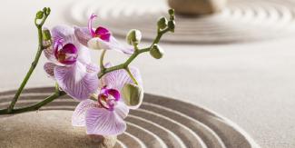 Lilac orchid flowers with green stems on rippling sand