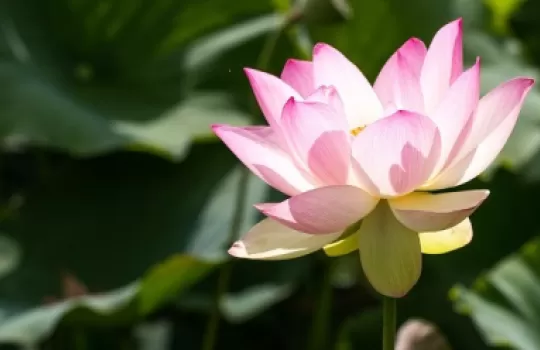 Flower and reeds