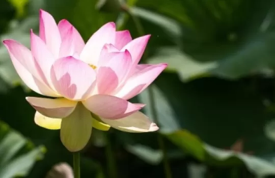 Flower and reeds