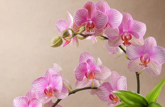 Pink orchid flowers and stems on plain background