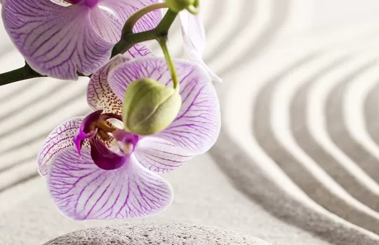 Close up of zen lilac orchid flowers with green stems on rippling sand